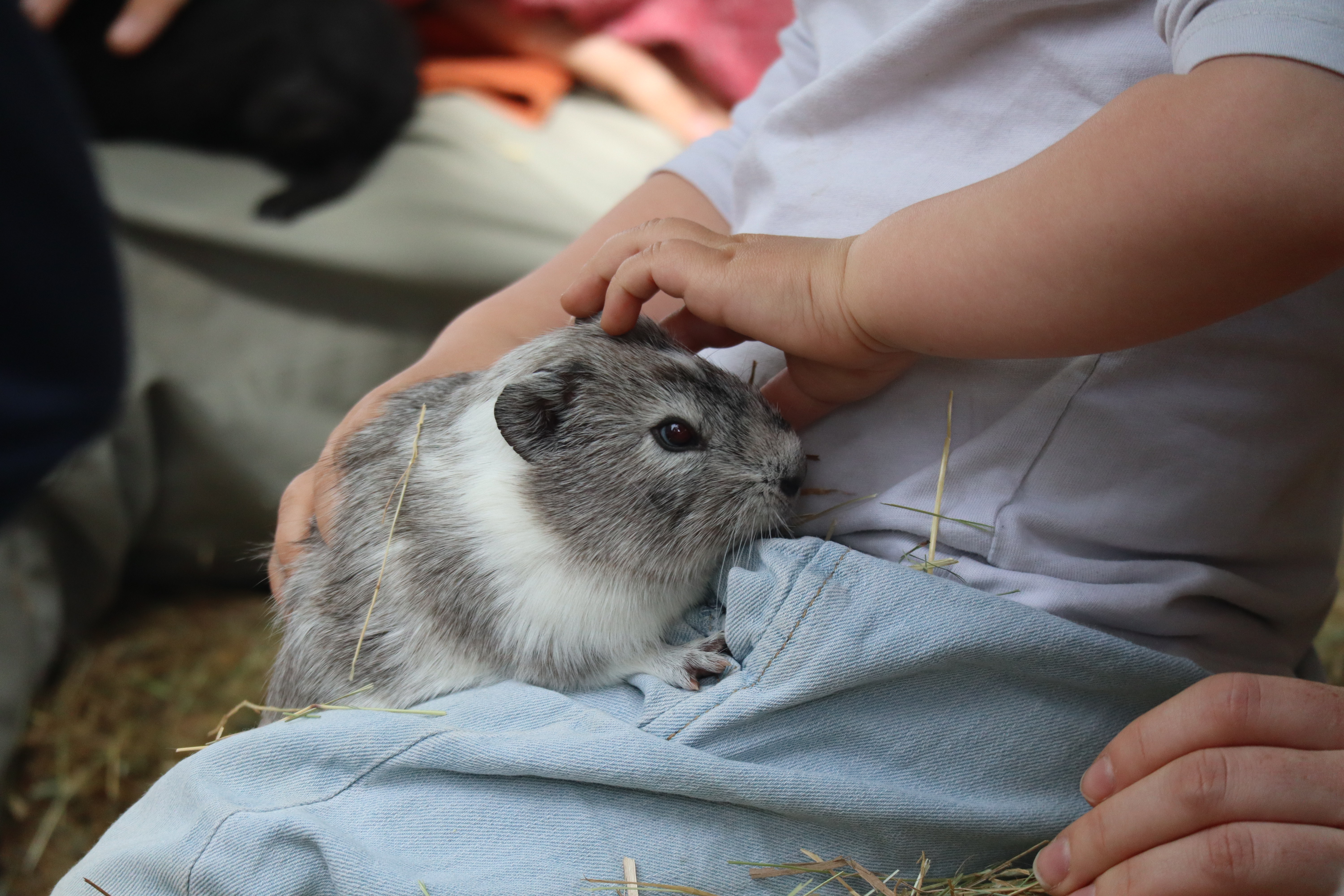 Animaux &agrave; Br&eacute;da avril 2026 (1).JPG (8.45 MB)