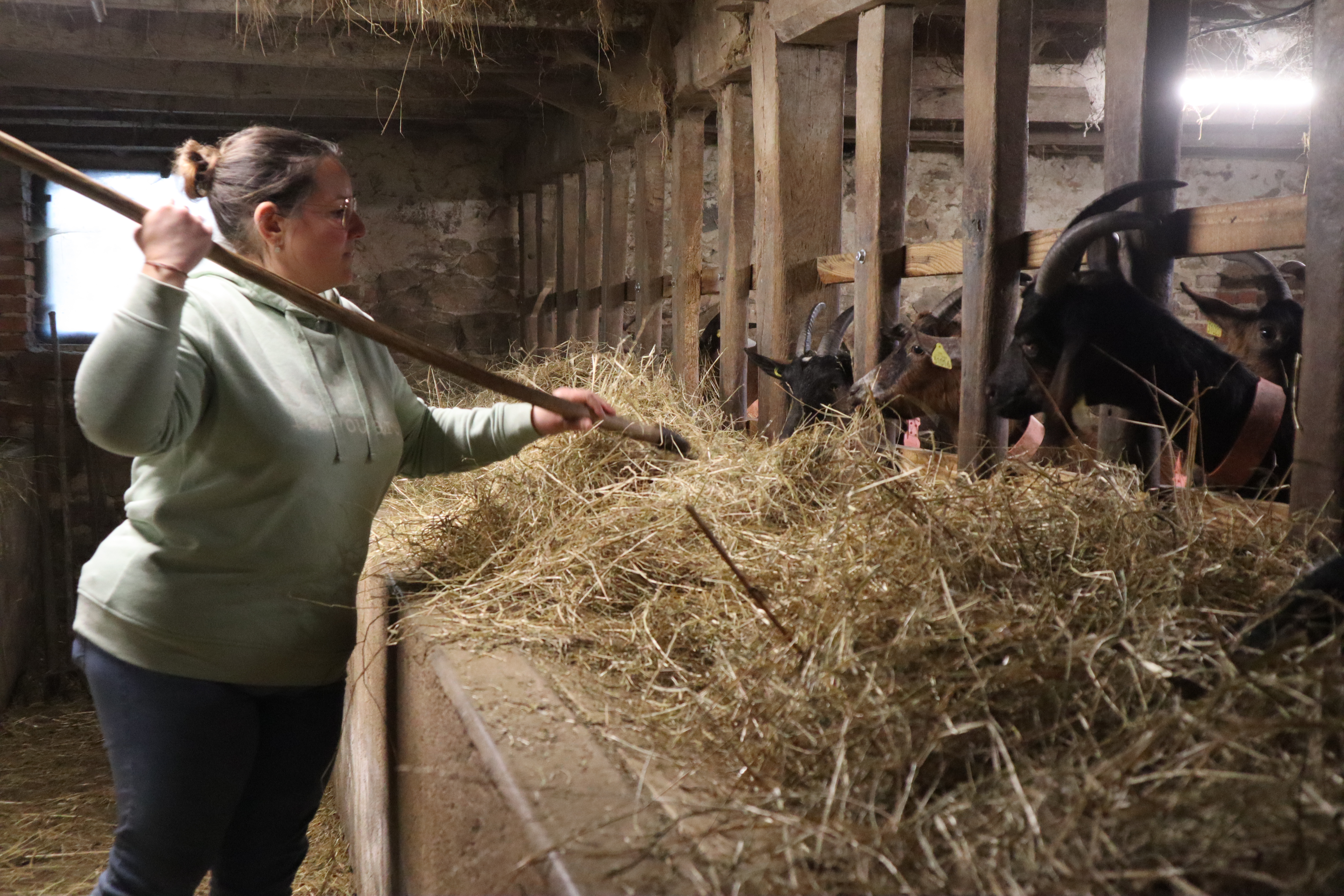 Emilie Emery Provost &eacute;leveuse de ch&egrave;vres Quinssaines 3.JPG (9.49 MB)