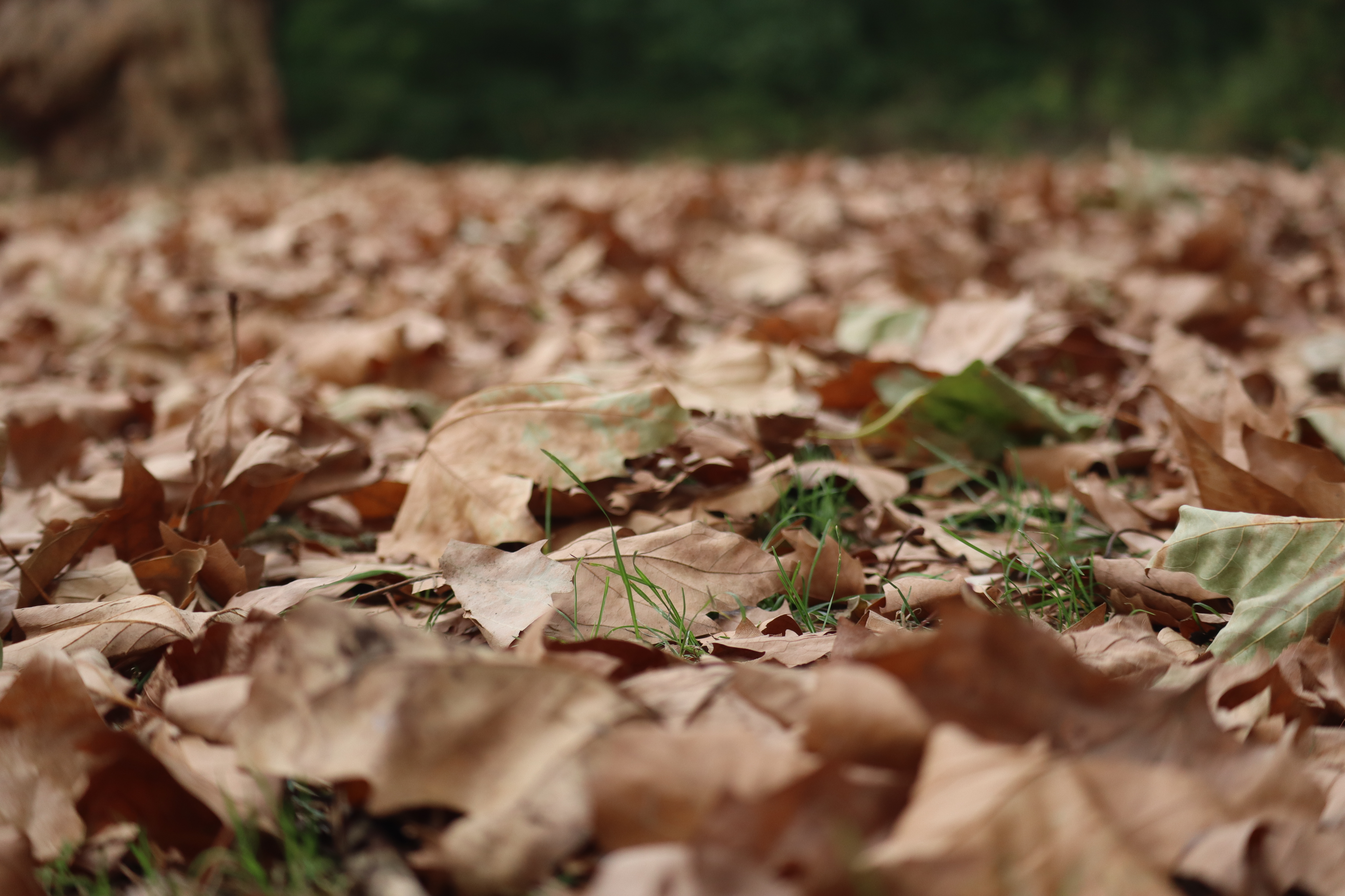 Illustration chute de feuilles &eacute;t&eacute; 2025 (1).JPG (7.10 MB)