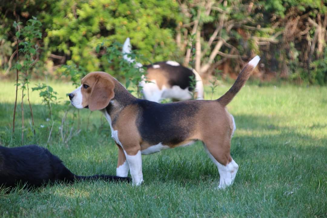 Olympe beagle concours g&eacute;n&eacute;ral agricole 2.jpg (87 KB)