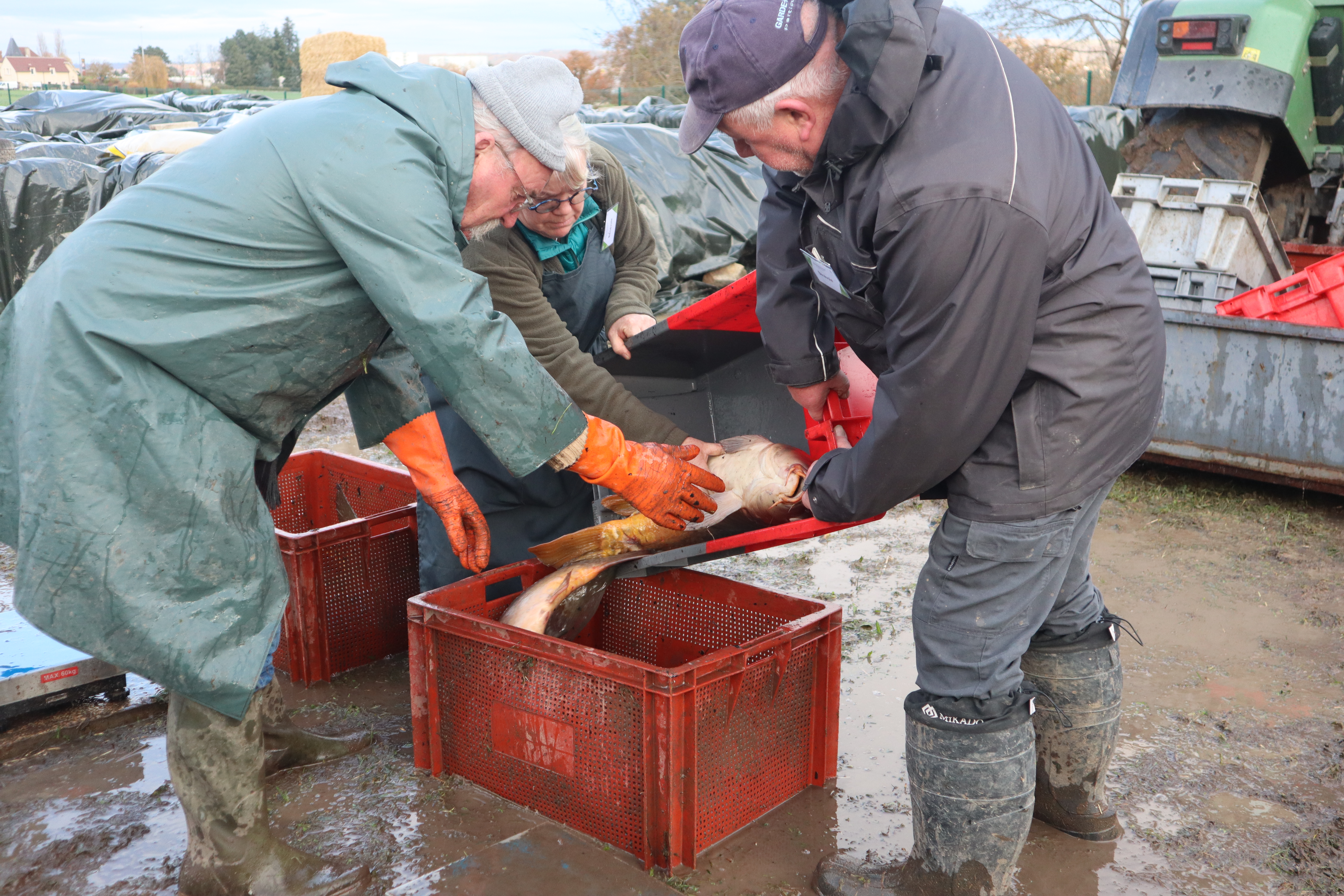 Peche de fond &eacute;tang de Sault novembre 2024 F&eacute;d&eacute;ration p&ecirc;che (1).JPG (9.68 MB)