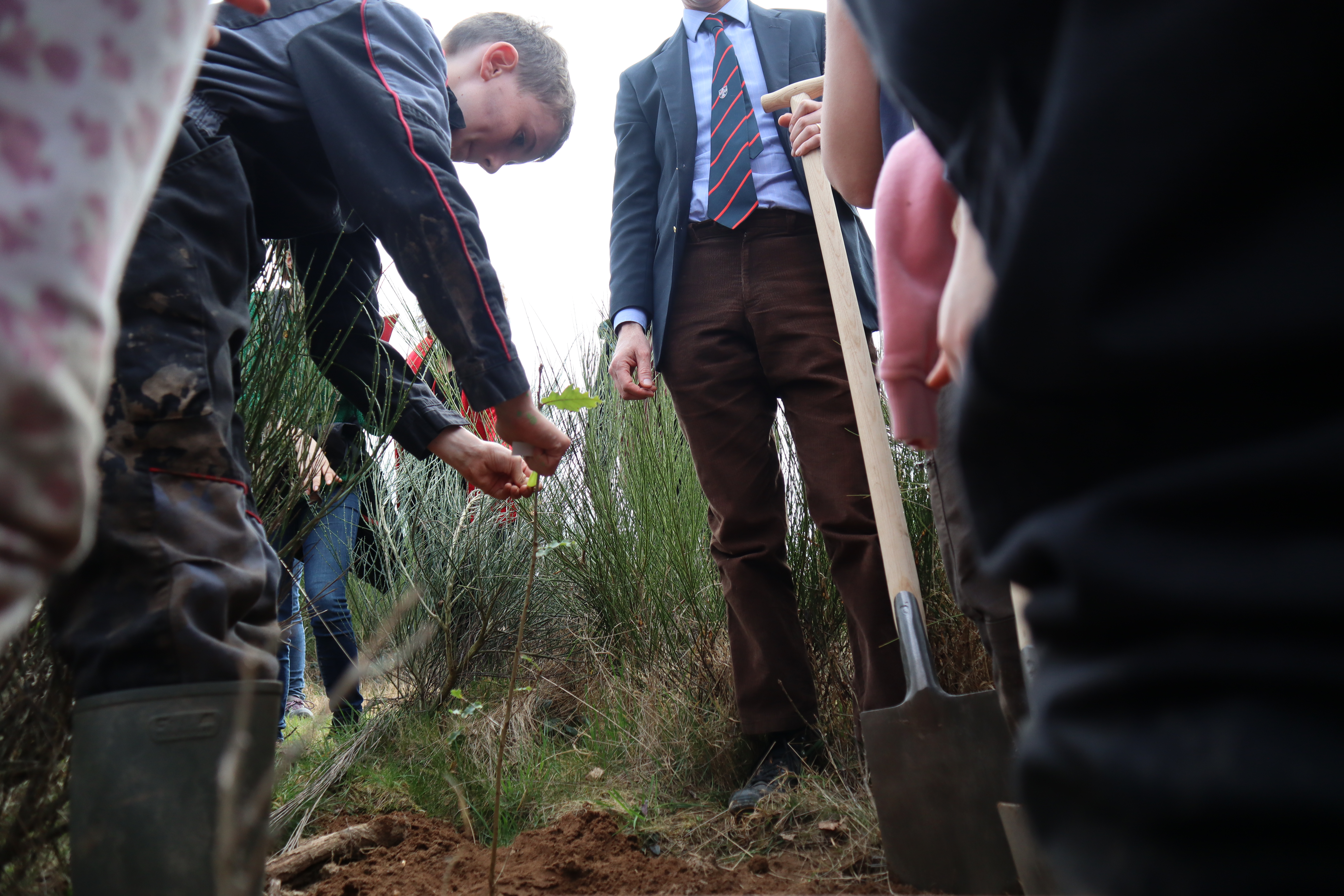 Plantation arbre for&ecirc;t de Tron&ccedil;ais mars 2025 (2).JPG (7.39 MB)