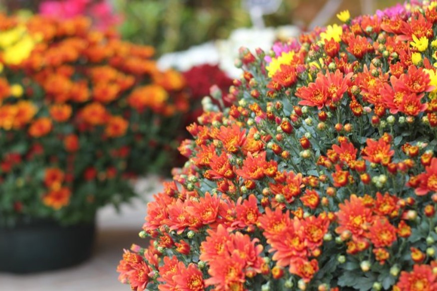 Les fleuristes restent ouverts jusqu'à la Toussaint