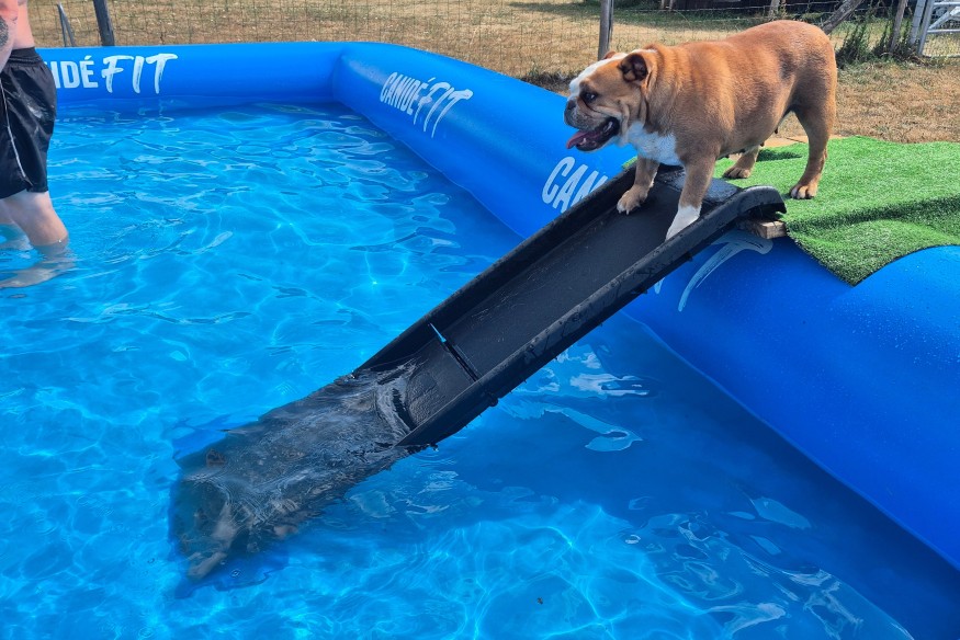 Une piscine pour chien inaugurée samedi 2 août, au lieu-dit Les Prugnes d'en bas, à Courçais