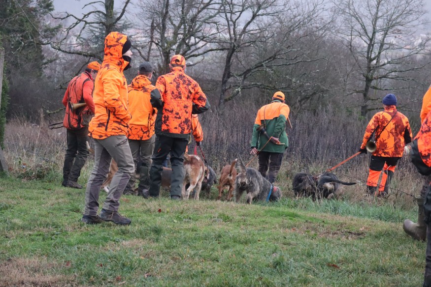 Le sanglier dans le viseur des chasseurs de l'Allier à l'heure de l'ouverture générale, dimanche