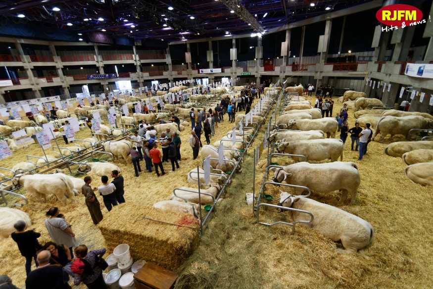 Charolais en fête annulé en raison des mesures de lutte contre la dermatose nodulaire contagieuse