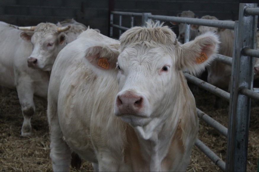 On vous explique pourquoi la suspension des exportations de bovins inquiète fortement les éleveurs de l'Allier