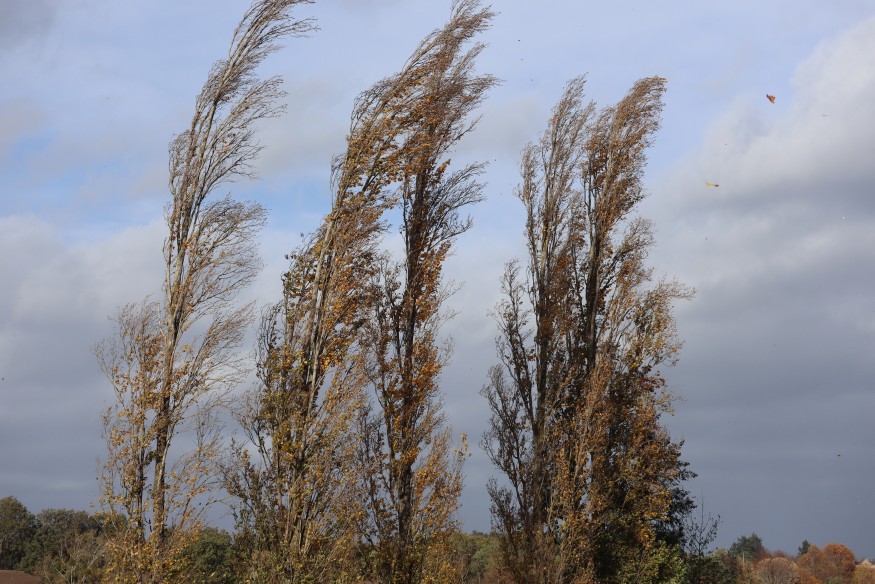 Tempête Benjamin : des rafales à 80 km/h à Montluçon, chute d'arbre à Bien-Assis