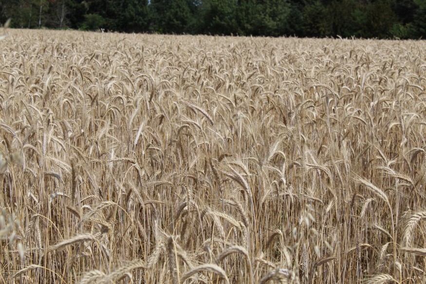 L'Allier placé en vigilance orange canicule, les travaux agricole à nouveaux interdits à cause du risque d'incendie